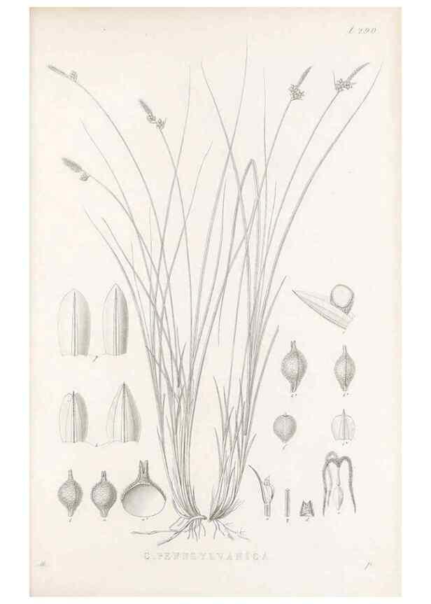 Reproducción/Reproduction 48683053461: Illustrations of the genus Carex. London :William Pamplin,1858-1867.. 