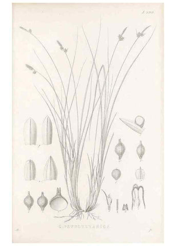 Reproducción/Reproduction 48683053461: Illustrations of the genus Carex. London :William Pamplin,1858-1867.. 