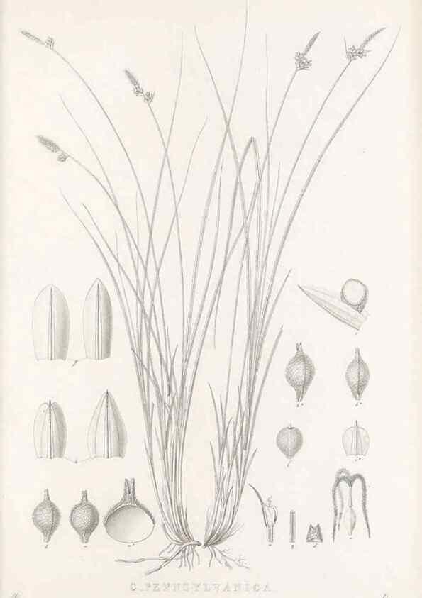 Reproducción/Reproduction 48683053461: Illustrations of the genus Carex. London :William Pamplin,1858-1867.. 