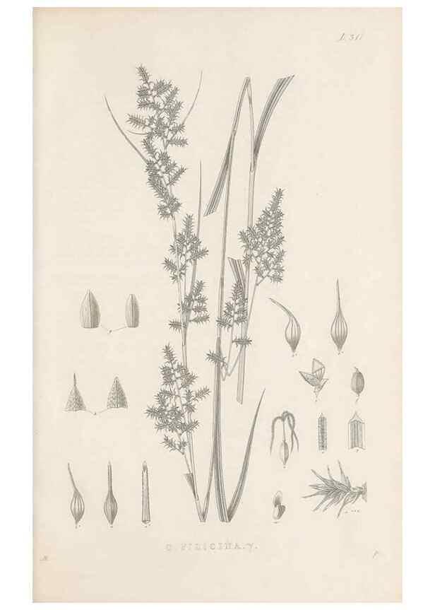 Reproducción/Reproduction 48682800108: Illustrations of the genus Carex. London :William Pamplin,1858-1867.. 