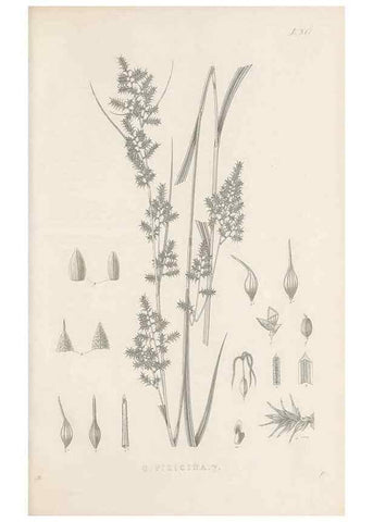 Reproducción/Reproduction 48682800108: Illustrations of the genus Carex. London :William Pamplin,1858-1867.. 