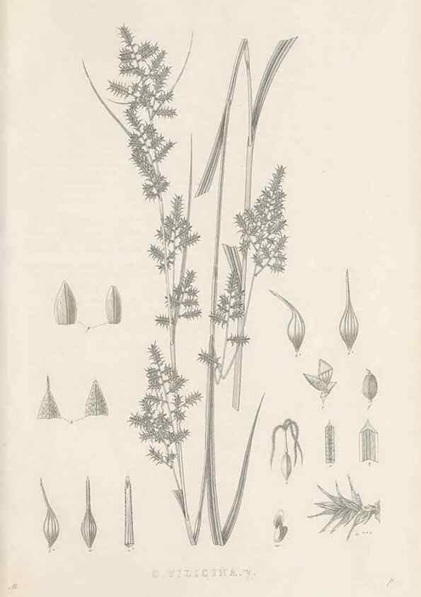 Reproducción/Reproduction 48682800108: Illustrations of the genus Carex. London :William Pamplin,1858-1867.. 