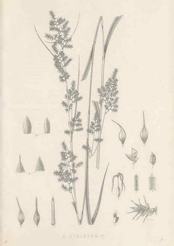 Reproducción/Reproduction 48682800108: Illustrations of the genus Carex. London :William Pamplin,1858-1867.. 
