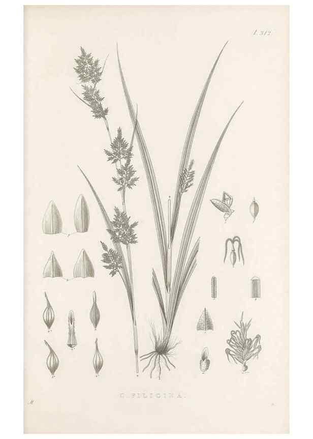 Reproducción/Reproduction 48683314297: Illustrations of the genus Carex. London :William Pamplin,1858-1867.. 