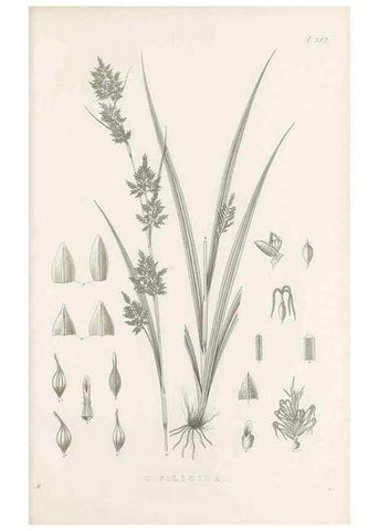 Reproducción/Reproduction 48683314297: Illustrations of the genus Carex. London :William Pamplin,1858-1867.. 