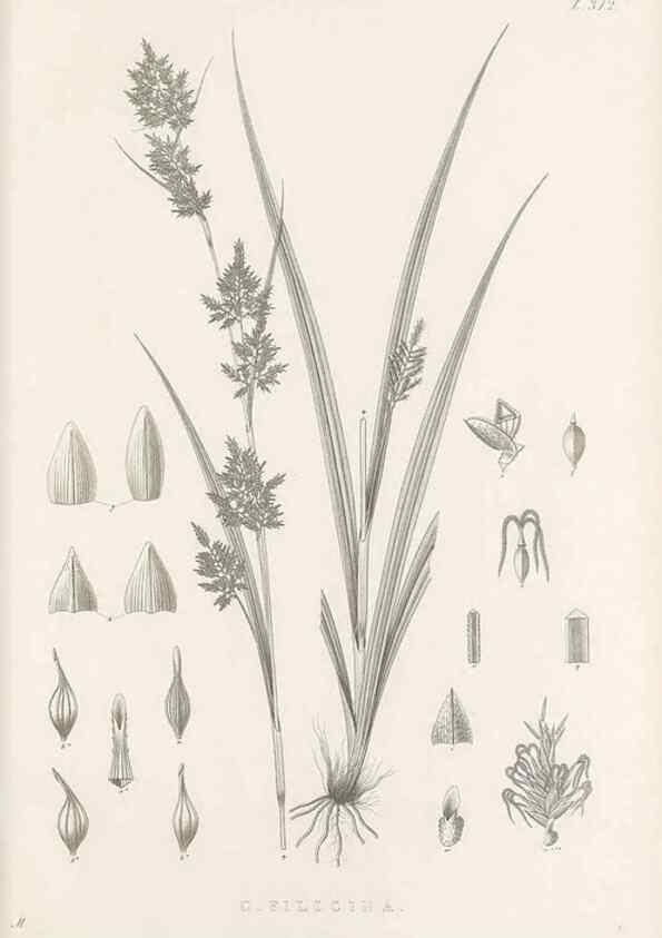 Reproducción/Reproduction 48683314297: Illustrations of the genus Carex. London :William Pamplin,1858-1867.. 