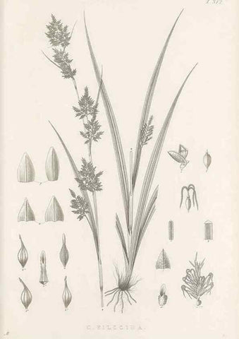 Reproducción/Reproduction 48683314297: Illustrations of the genus Carex. London :William Pamplin,1858-1867.. 