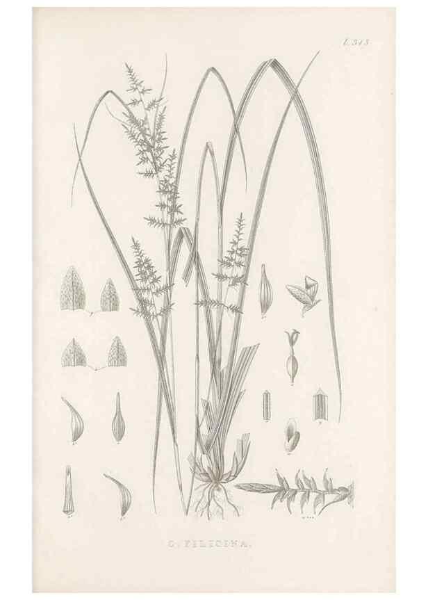 Reproducción/Reproduction 48683314552: Illustrations of the genus Carex. London :William Pamplin,1858-1867.. 