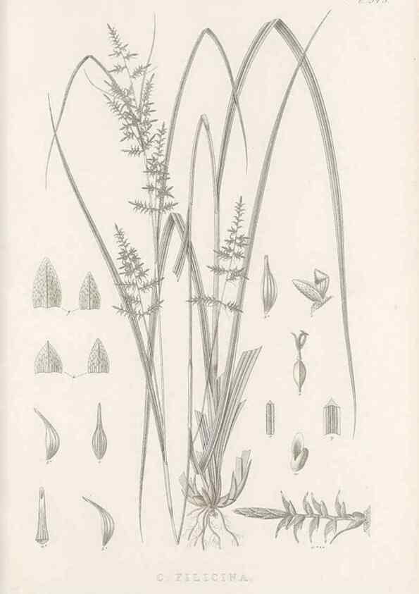 Reproducción/Reproduction 48683314552: Illustrations of the genus Carex. London :William Pamplin,1858-1867.. 