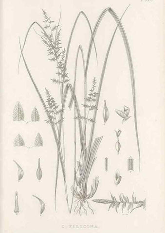 Reproducción/Reproduction 48683314552: Illustrations of the genus Carex. London :William Pamplin,1858-1867.. 