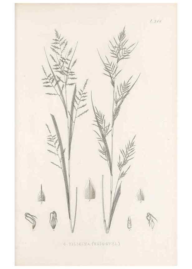 Reproducción/Reproduction 48683138901: Illustrations of the genus Carex. London :William Pamplin,1858-1867.. 