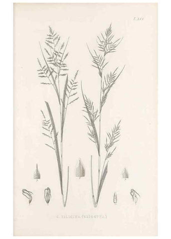 Reproducción/Reproduction 48683138901: Illustrations of the genus Carex. London :William Pamplin,1858-1867.. 