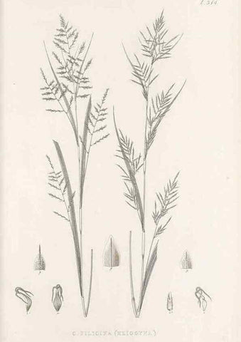 Reproducción/Reproduction 48683138901: Illustrations of the genus Carex. London :William Pamplin,1858-1867.. 