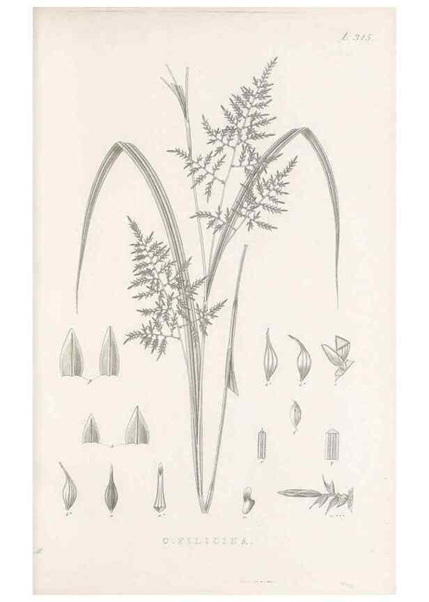 Reproducción/Reproduction 48683315097: Illustrations of the genus Carex. London :William Pamplin,1858-1867.. 