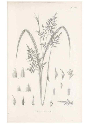 Reproducción/Reproduction 48683315097: Illustrations of the genus Carex. London :William Pamplin,1858-1867.. 