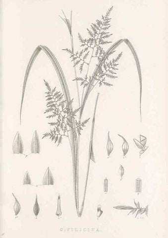 Reproducción/Reproduction 48683315097: Illustrations of the genus Carex. London :William Pamplin,1858-1867.. 