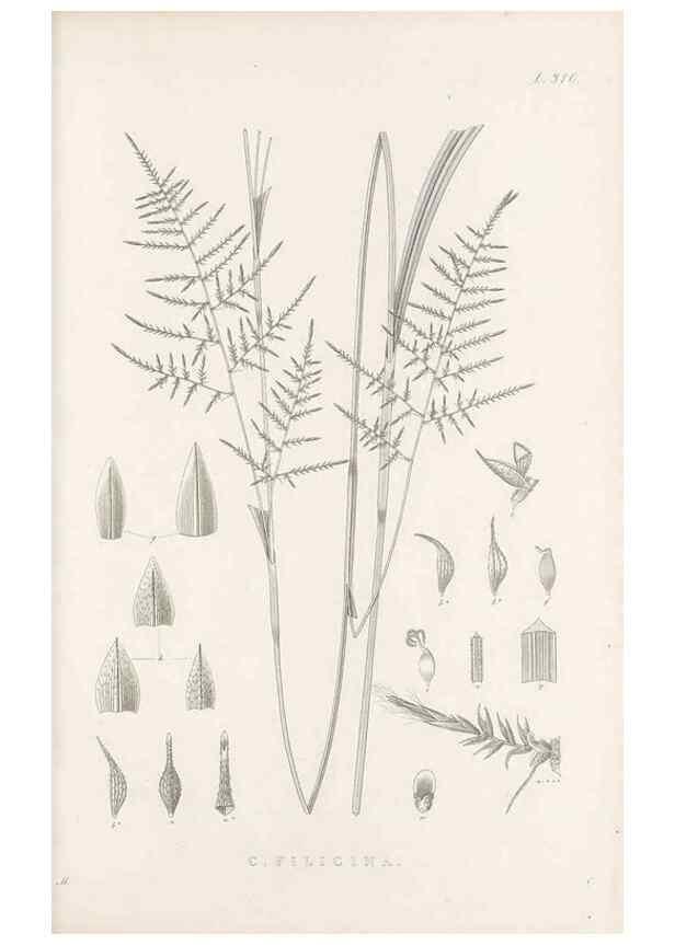 Reproducción/Reproduction 48683139471: Illustrations of the genus Carex. London :William Pamplin,1858-1867.. 