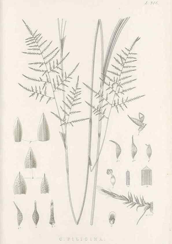 Reproducción/Reproduction 48683139471: Illustrations of the genus Carex. London :William Pamplin,1858-1867.. 