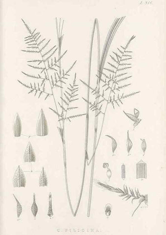 Reproducción/Reproduction 48683139471: Illustrations of the genus Carex. London :William Pamplin,1858-1867.. 