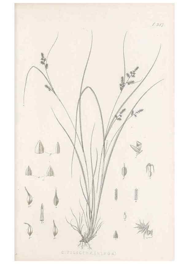 Reproducción/Reproduction 48682801783: Illustrations of the genus Carex. London :William Pamplin,1858-1867.. 