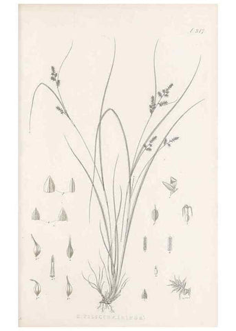 Reproducción/Reproduction 48682801783: Illustrations of the genus Carex. London :William Pamplin,1858-1867.. 