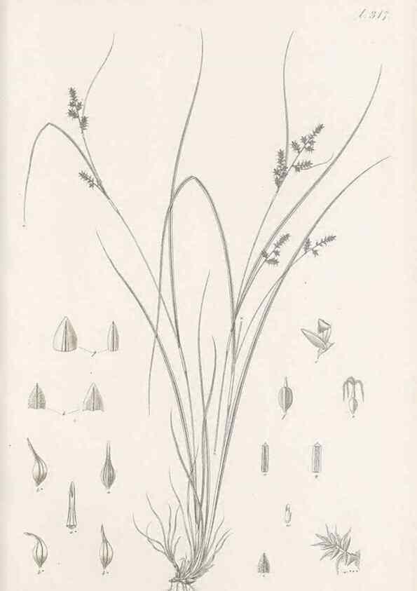 Reproducción/Reproduction 48682801783: Illustrations of the genus Carex. London :William Pamplin,1858-1867.. 