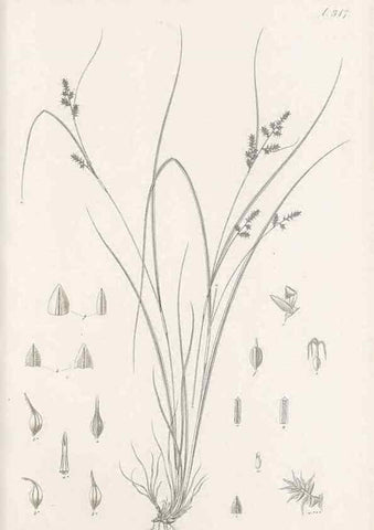 Reproducción/Reproduction 48682801783: Illustrations of the genus Carex. London :William Pamplin,1858-1867.. 