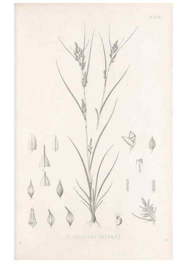 Reproducción/Reproduction 48682801978: Illustrations of the genus Carex. London :William Pamplin,1858-1867.. 