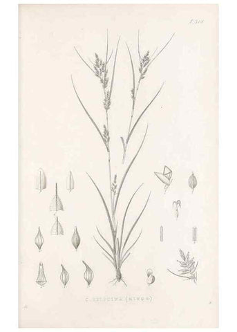 Reproducción/Reproduction 48682801978: Illustrations of the genus Carex. London :William Pamplin,1858-1867.. 