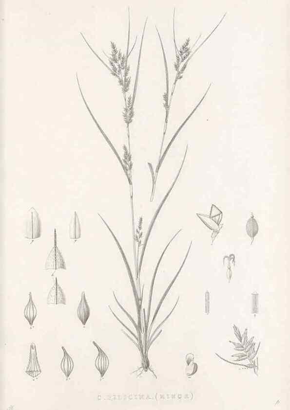 Reproducción/Reproduction 48682801978: Illustrations of the genus Carex. London :William Pamplin,1858-1867.. 