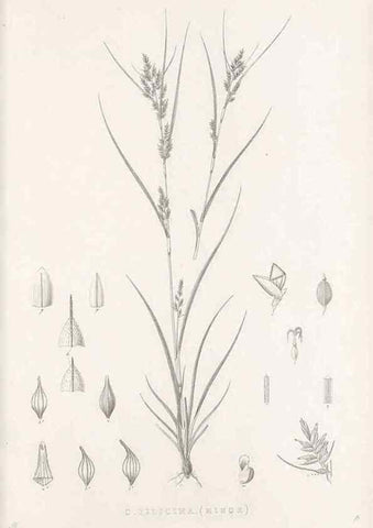 Reproducción/Reproduction 48682801978: Illustrations of the genus Carex. London :William Pamplin,1858-1867.. 