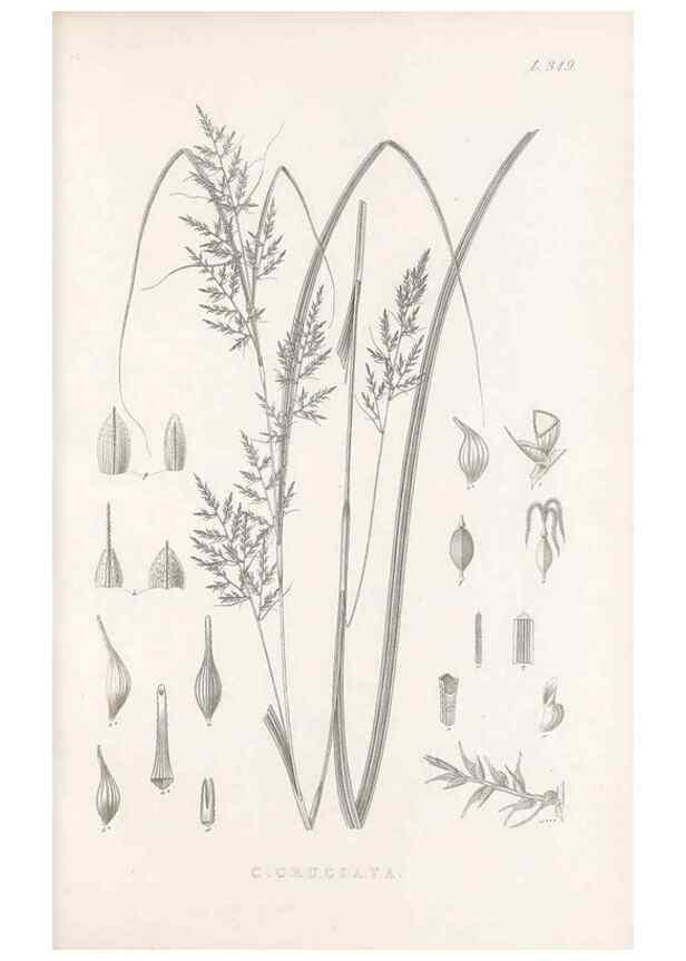 Reproducción/Reproduction 48682802268: Illustrations of the genus Carex. London :William Pamplin,1858-1867.. 