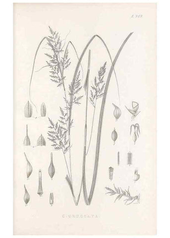 Reproducción/Reproduction 48682802268: Illustrations of the genus Carex. London :William Pamplin,1858-1867.. 