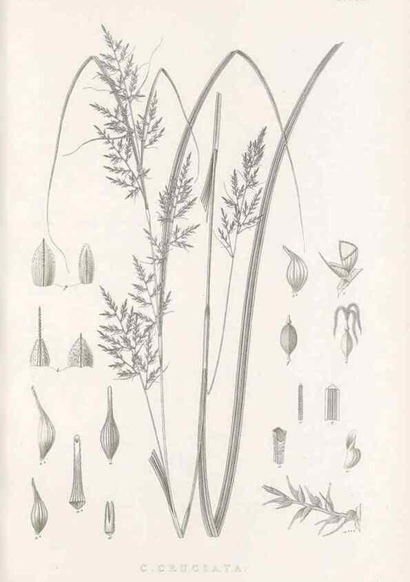 Reproducción/Reproduction 48682802268: Illustrations of the genus Carex. London :William Pamplin,1858-1867.. 