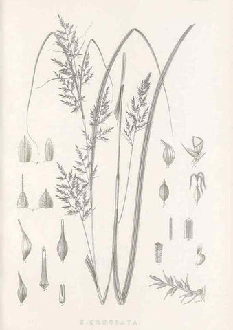 Reproducción/Reproduction 48682802268: Illustrations of the genus Carex. London :William Pamplin,1858-1867.. 