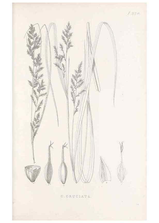 Reproducción/Reproduction 48683140616: Illustrations of the genus Carex. London :William Pamplin,1858-1867.. 