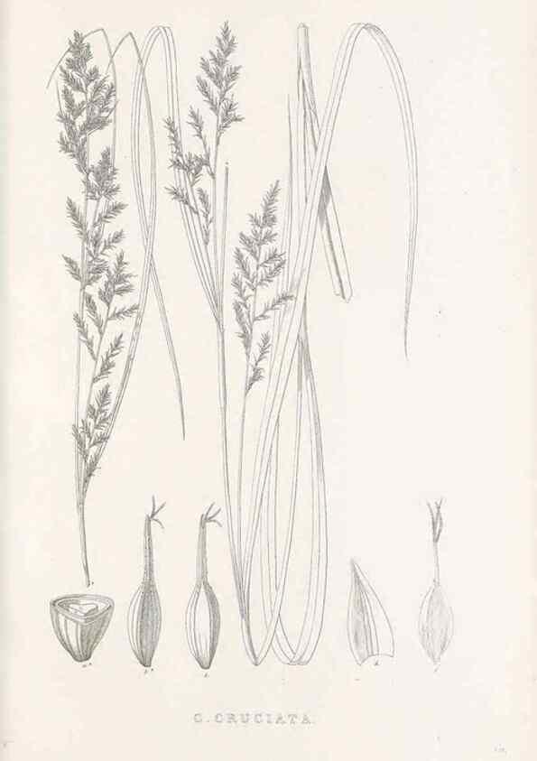 Reproducción/Reproduction 48683140616: Illustrations of the genus Carex. London :William Pamplin,1858-1867.. 