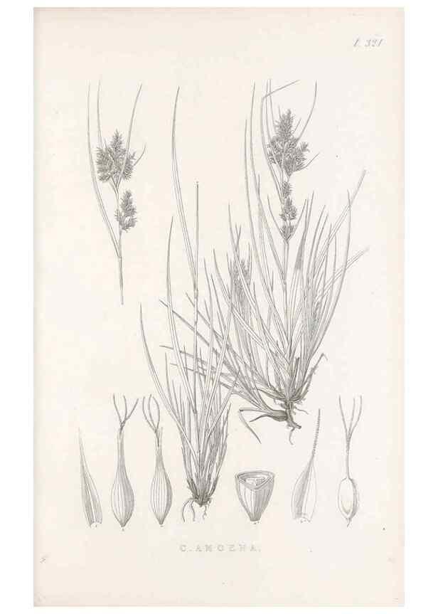 Reproducción/Reproduction 48682802853: Illustrations of the genus Carex. London :William Pamplin,1858-1867.. 