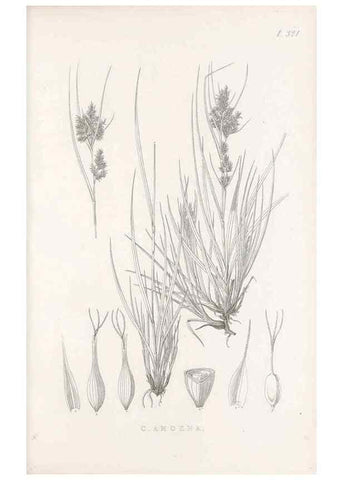 Reproducción/Reproduction 48682802853: Illustrations of the genus Carex. London :William Pamplin,1858-1867.. 