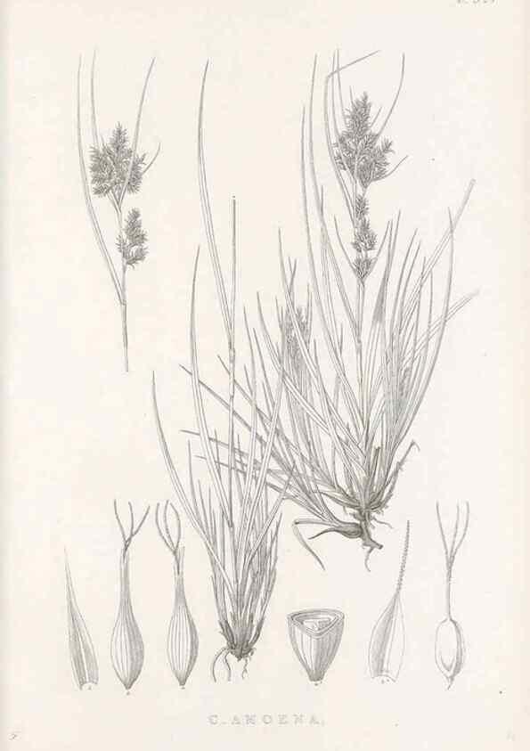 Reproducción/Reproduction 48682802853: Illustrations of the genus Carex. London :William Pamplin,1858-1867.. 