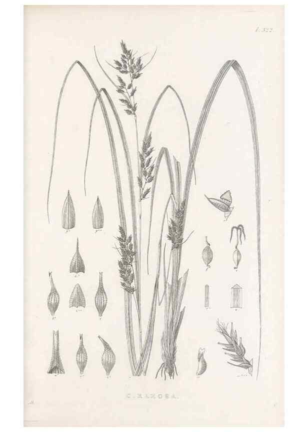 Reproducción/Reproduction 48683317197: Illustrations of the genus Carex. London :William Pamplin,1858-1867.. 