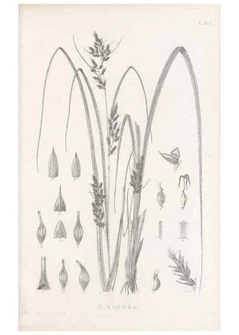 Reproducción/Reproduction 48683317197: Illustrations of the genus Carex. London :William Pamplin,1858-1867.. 