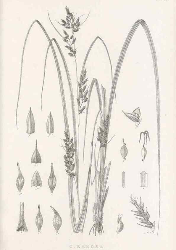 Reproducción/Reproduction 48683317197: Illustrations of the genus Carex. London :William Pamplin,1858-1867.. 