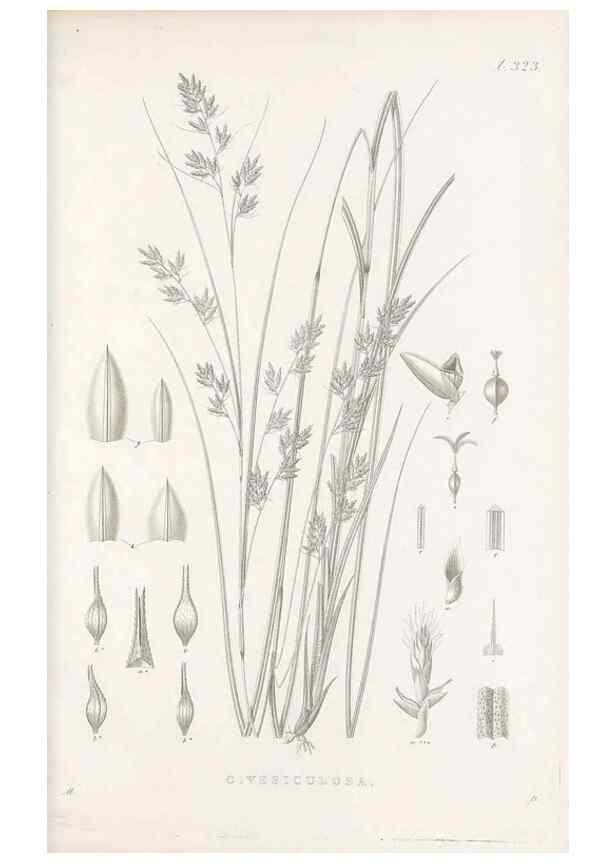 Reproducción/Reproduction 48683317532: Illustrations of the genus Carex. London :William Pamplin,1858-1867.. 