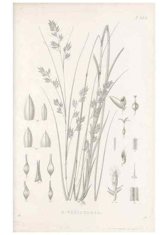 Reproducción/Reproduction 48683317532: Illustrations of the genus Carex. London :William Pamplin,1858-1867.. 