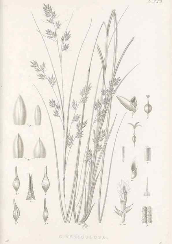 Reproducción/Reproduction 48683317532: Illustrations of the genus Carex. London :William Pamplin,1858-1867.. 