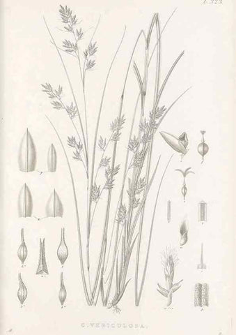 Reproducción/Reproduction 48683317532: Illustrations of the genus Carex. London :William Pamplin,1858-1867.. 