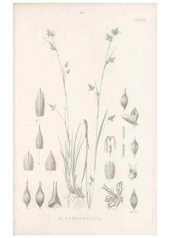 Reproducción/Reproduction 48683141771: Illustrations of the genus Carex. London :William Pamplin,1858-1867.. 