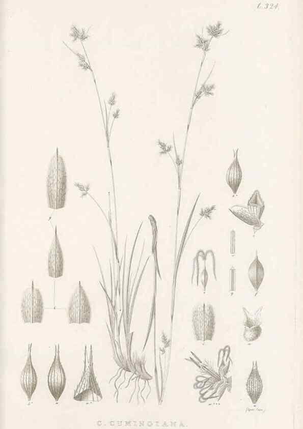 Reproducción/Reproduction 48683141771: Illustrations of the genus Carex. London :William Pamplin,1858-1867.. 