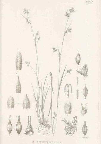 Reproducción/Reproduction 48683141771: Illustrations of the genus Carex. London :William Pamplin,1858-1867.. 